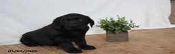 Labrador Retriever dogs for sale: Frank - Ad 1