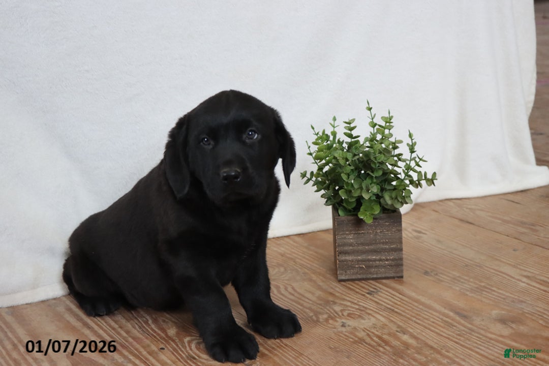 Labrador Retriever dogs for sale: Frank - Ad 1