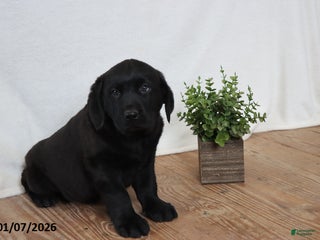 Labrador Retriever dogs Frank - Ad 24