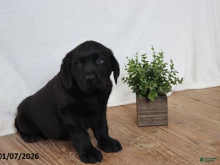 Labrador Retriever dogs Frank - Ad 41