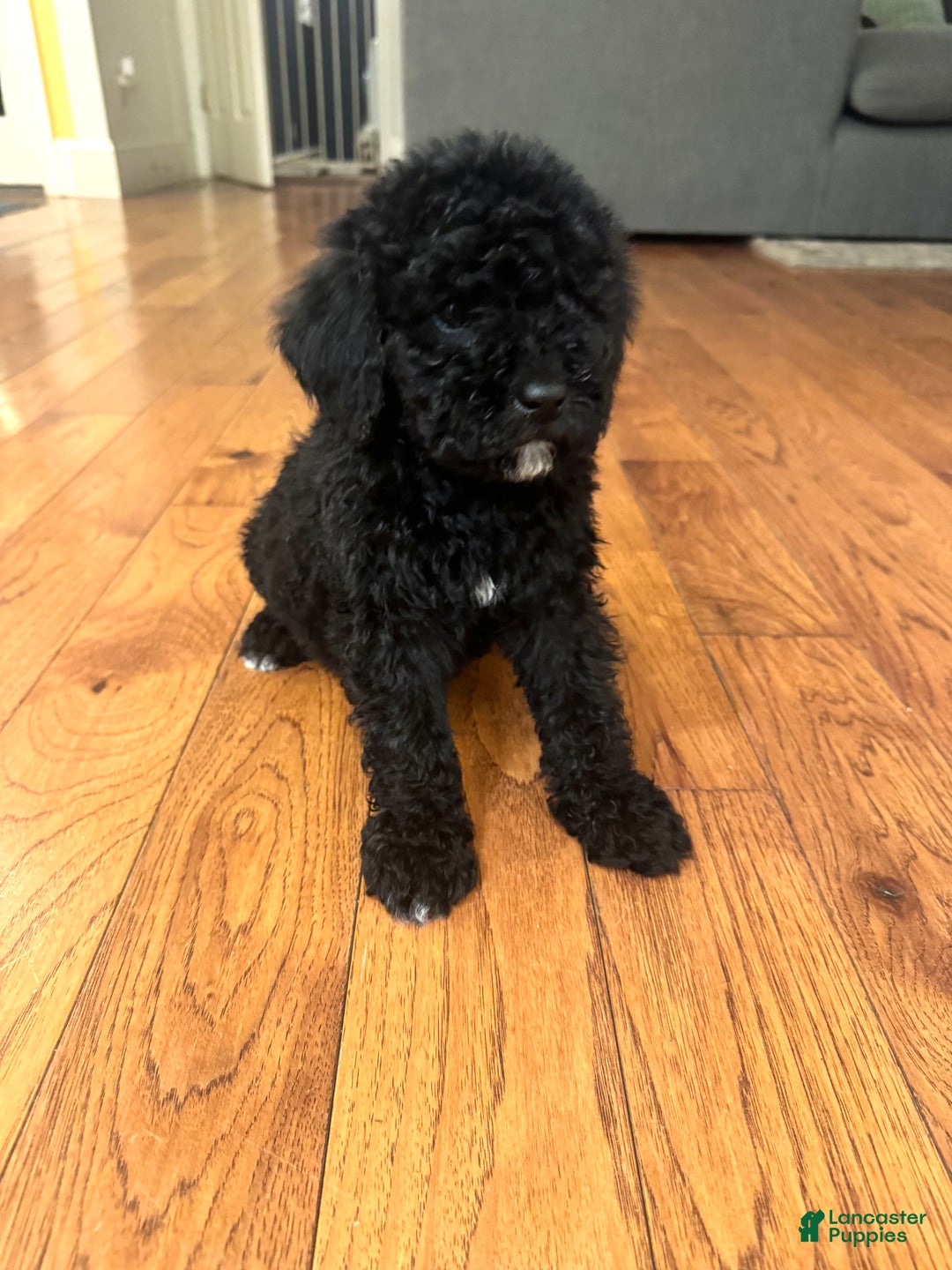 Miniature Poodle dogs for sale: Miniature Poodle Puppy 1 - Ad 3