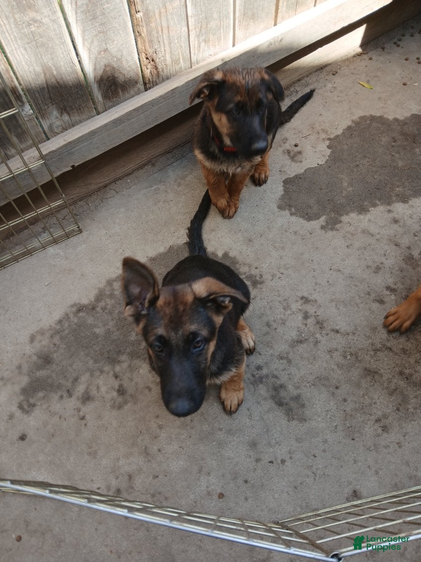 German Shepherd dogs Sunshine - Ad 1