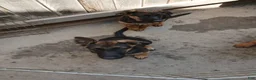 German Shepherd dogs for sale: Sunshine - Ad 1
