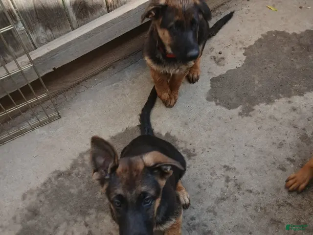 German Shepherd dogs for sale: Sunshine - Ad 1