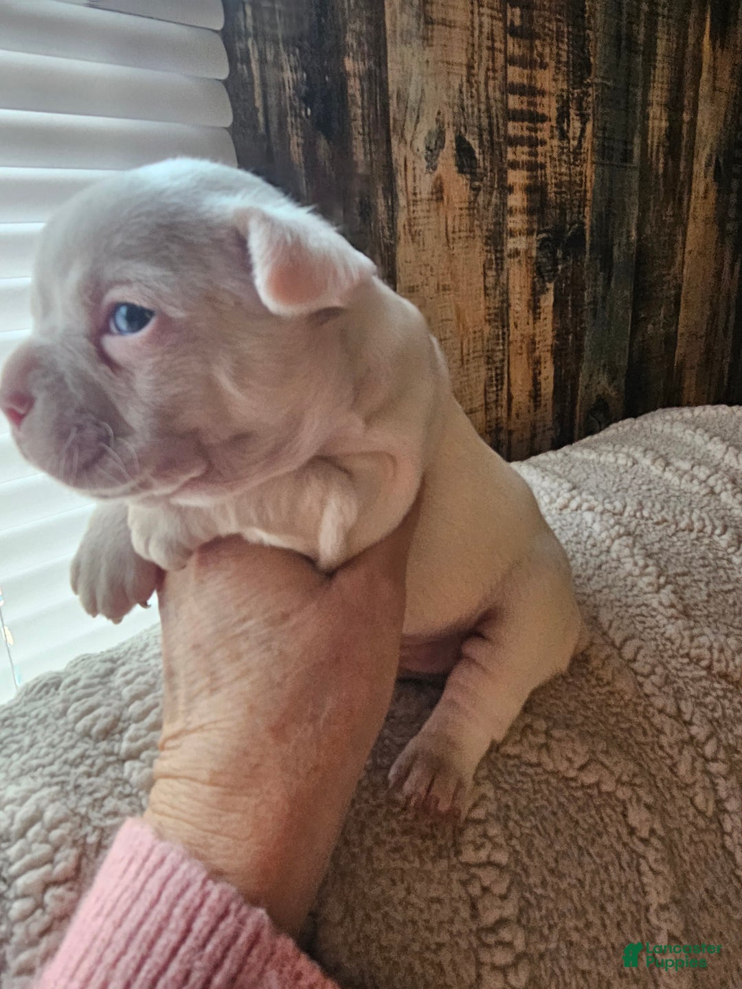 Frenchton dogs for sale: Frenchton Casper  - Ad 2