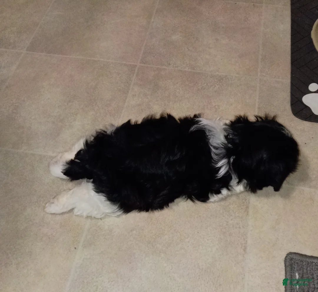 Shih Tzu dogs for sale: Shih Tzu Puppy 5 - Ad 2