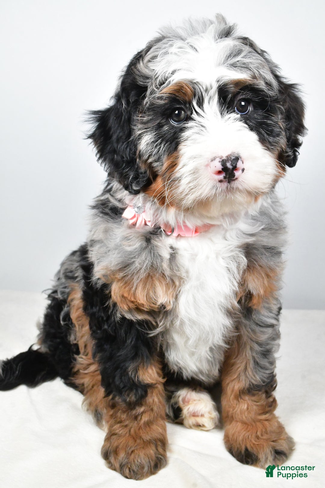 Mini Bernedoodle dogs for sale: Charlotte - Ad 6