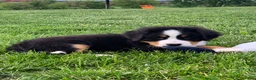Bernese Mountain Dog dogs for sale: BoBo - Ad 11