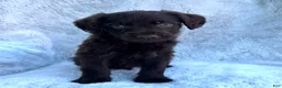Labradoodle dogs for sale: Oliver - Ad 4