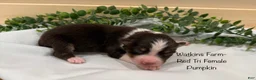 Australian Shepherd dogs for sale: Pumpkin - Ad 4