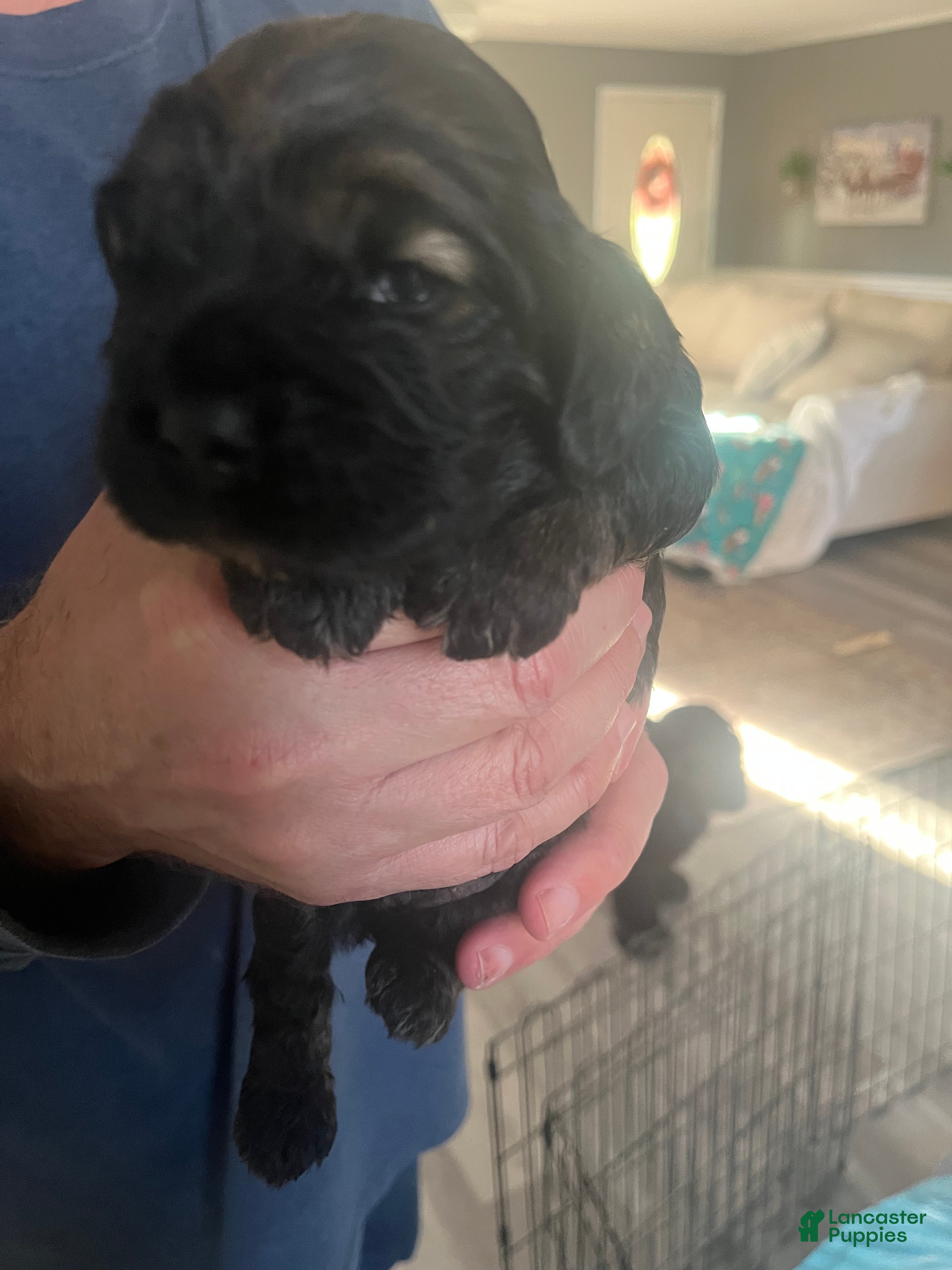 Cocker Spaniel dogs Cocker Spaniel Puppy 1 - Ad 13