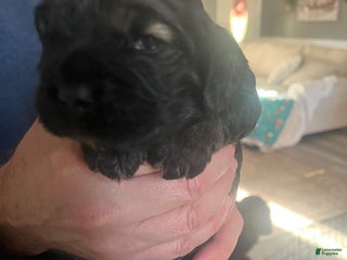 Cocker Spaniel dogs Cocker Spaniel Puppy 1 - Ad 10