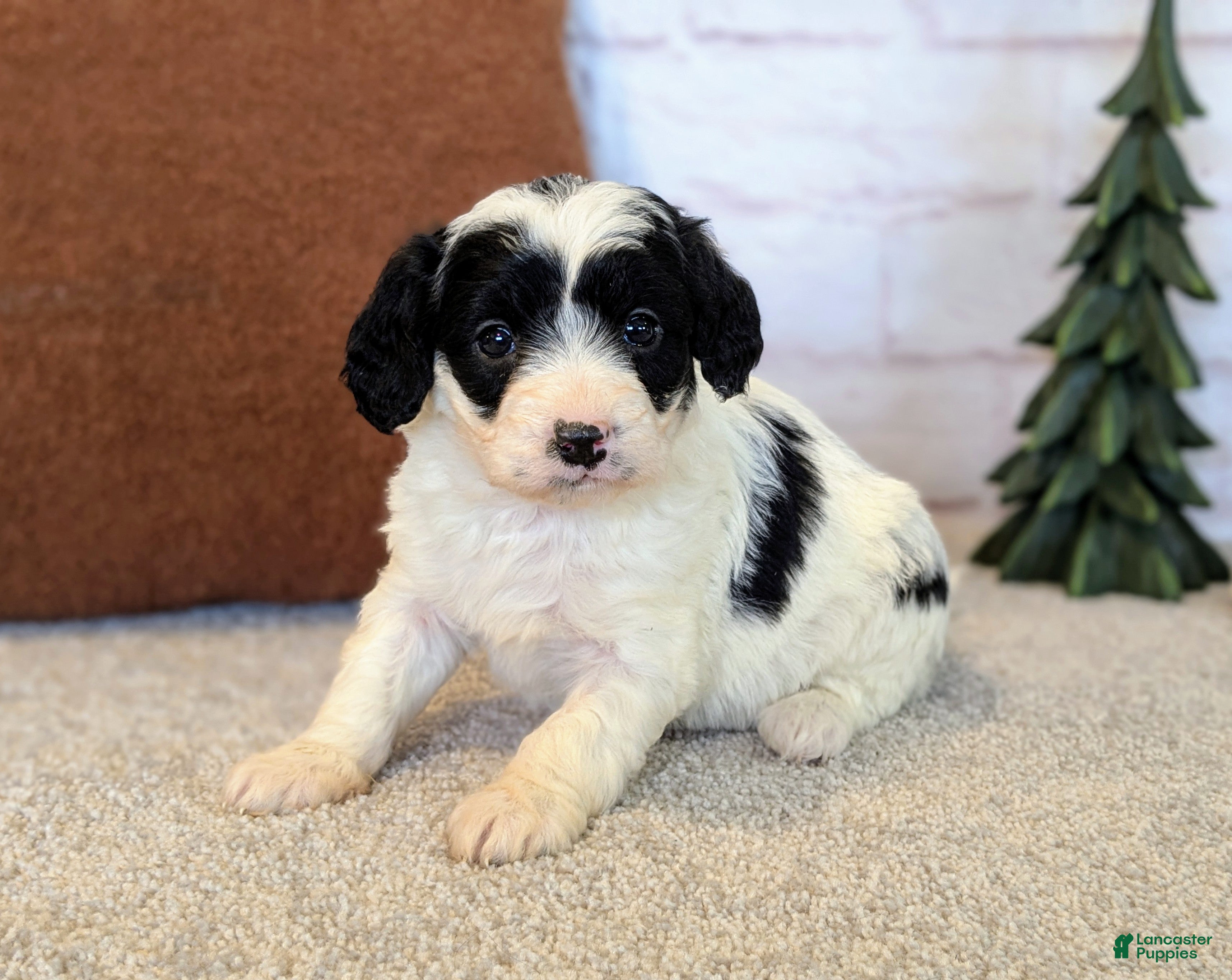 Mixed Breed dogs Ashton  - Ad 29