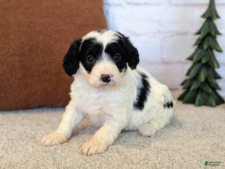 Mixed Breed dogs Ashton - Ad 29