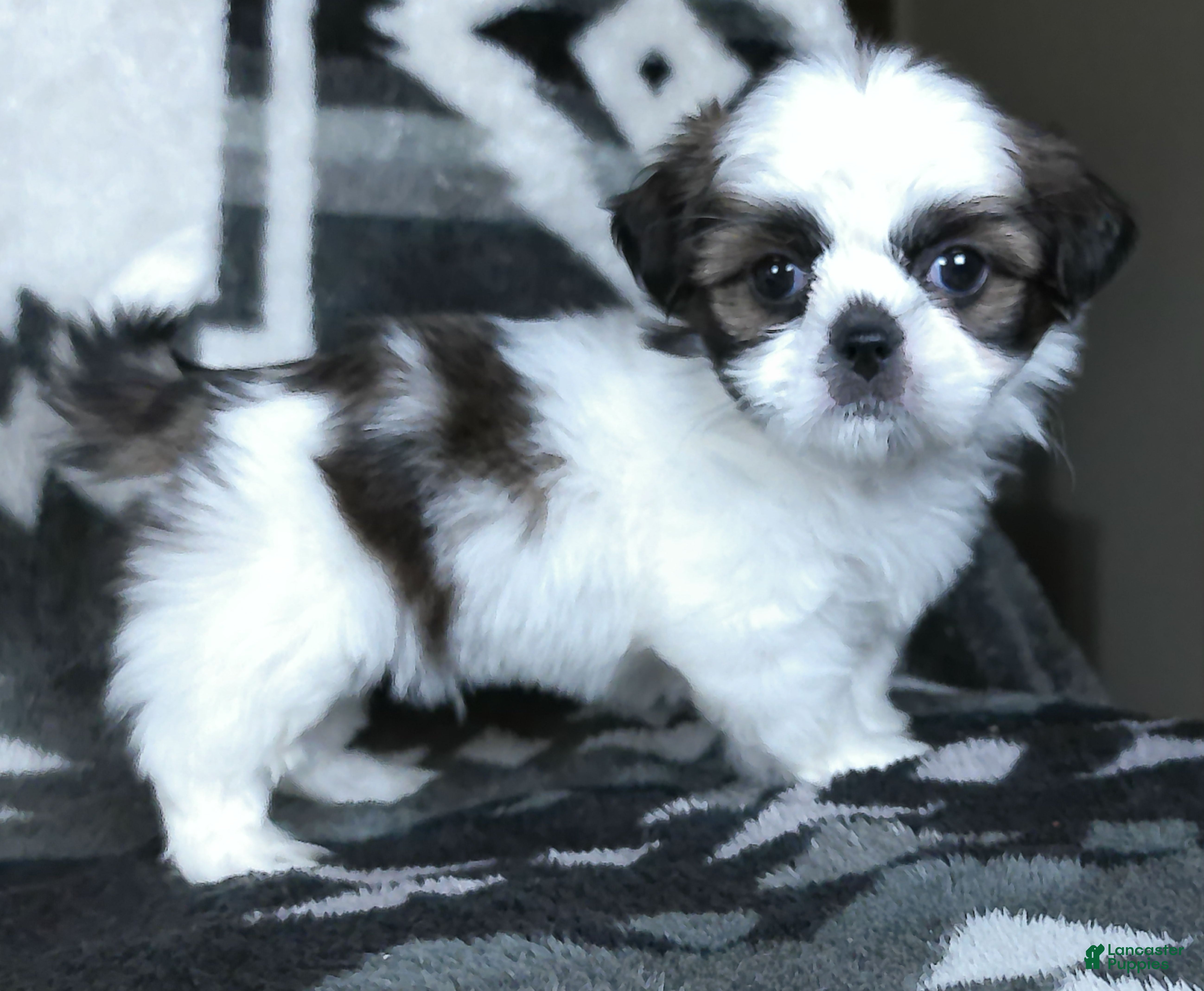 Shih Tzu dogs Sparkie - Ad 1