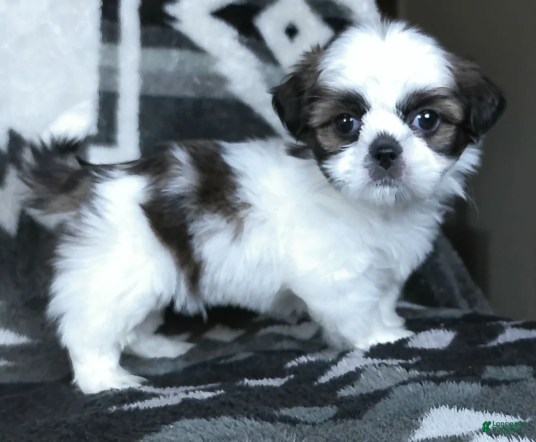 Shih Tzu dogs for sale: Sparkie - Ad 1