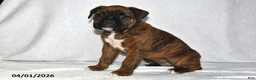 Boxer dogs for sale: Makenzie - Ad 3