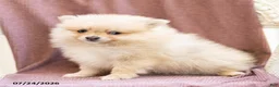 Pomeranian dogs for sale: Asher - Ad 2