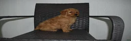 Goldendoodle dogs for sale: Buster  - Ad 4