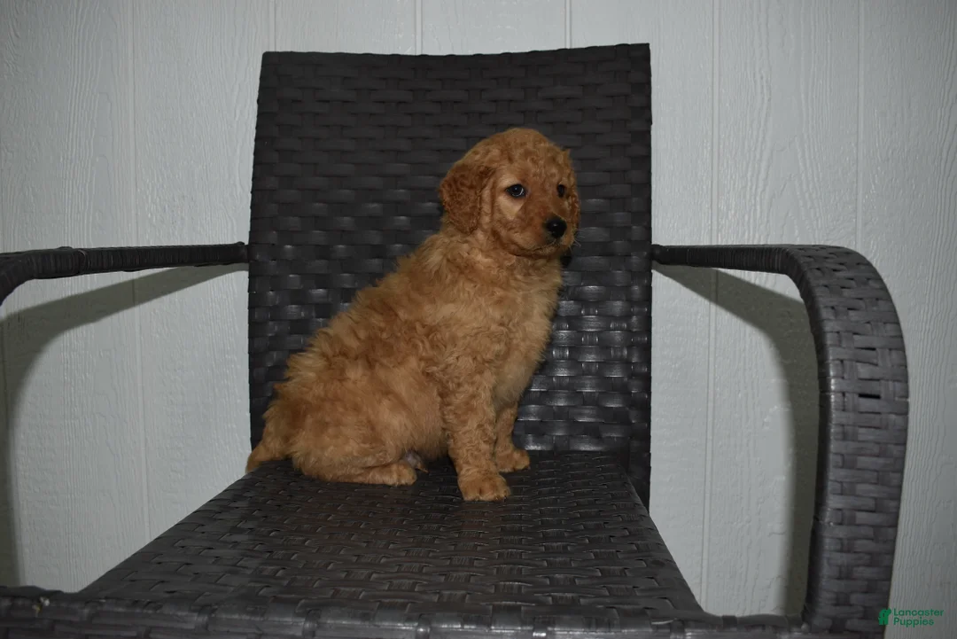 Goldendoodle dogs for sale: Buster  - Ad 4