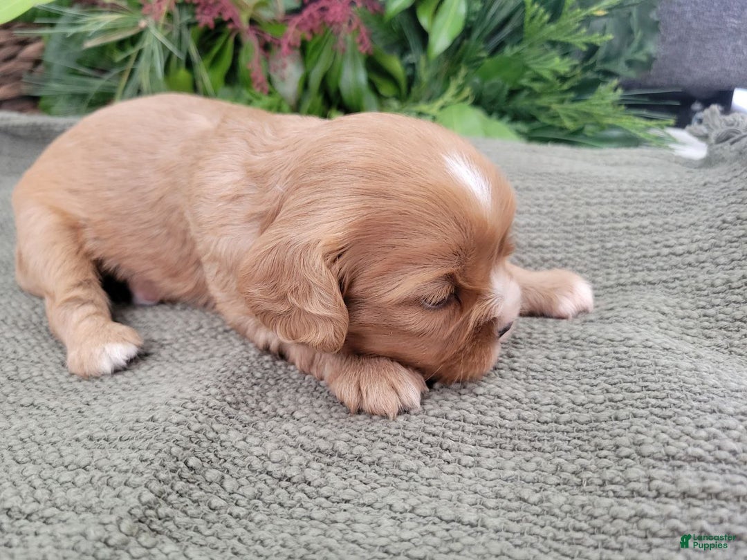 Cavalier King Charles Spaniel dogs for sale: Max - Ad 3
