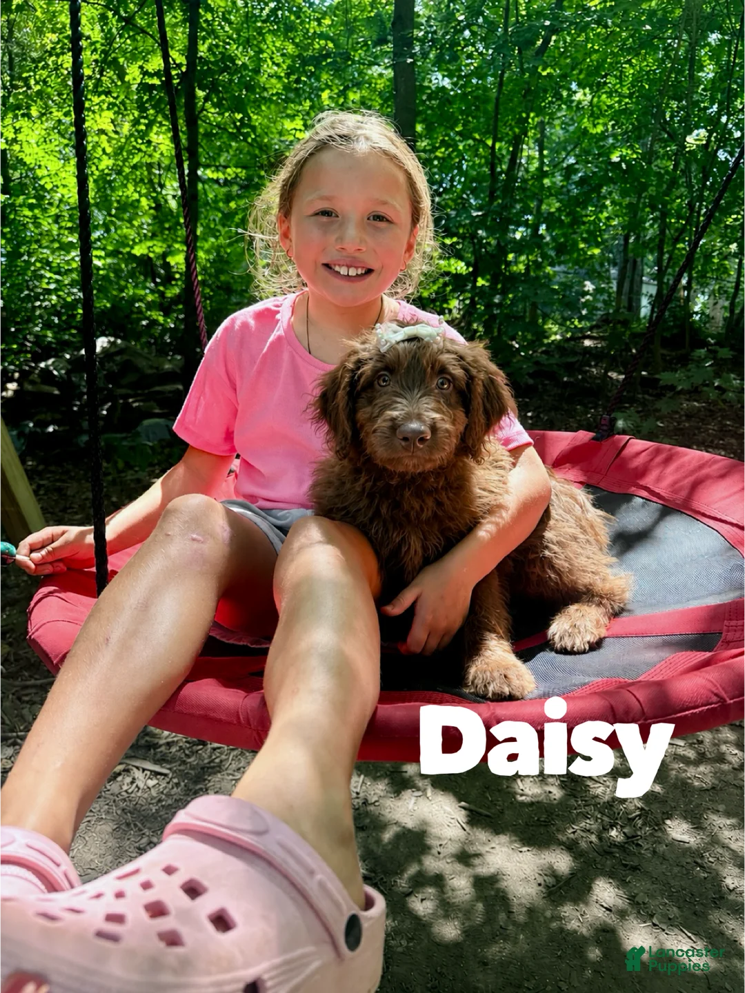 Aussiedoodle dogs for sale: Daisy  - Ad 2