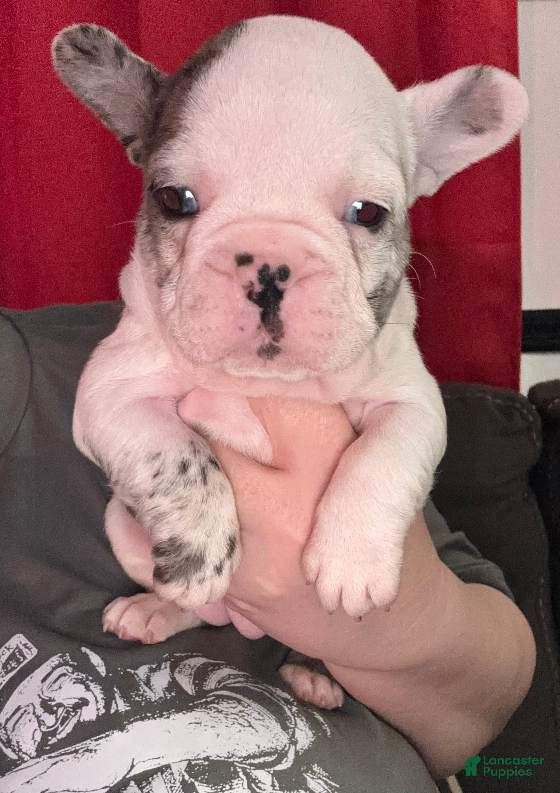 French Bulldog dogs Charlotte "Char"  - Ad 1