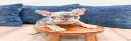 French Bulldog dogs for sale: Gracie - Ad 3