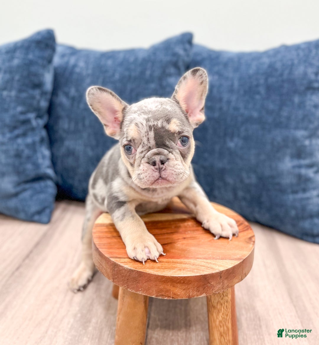 French Bulldog dogs for sale: Gracie - Ad 3