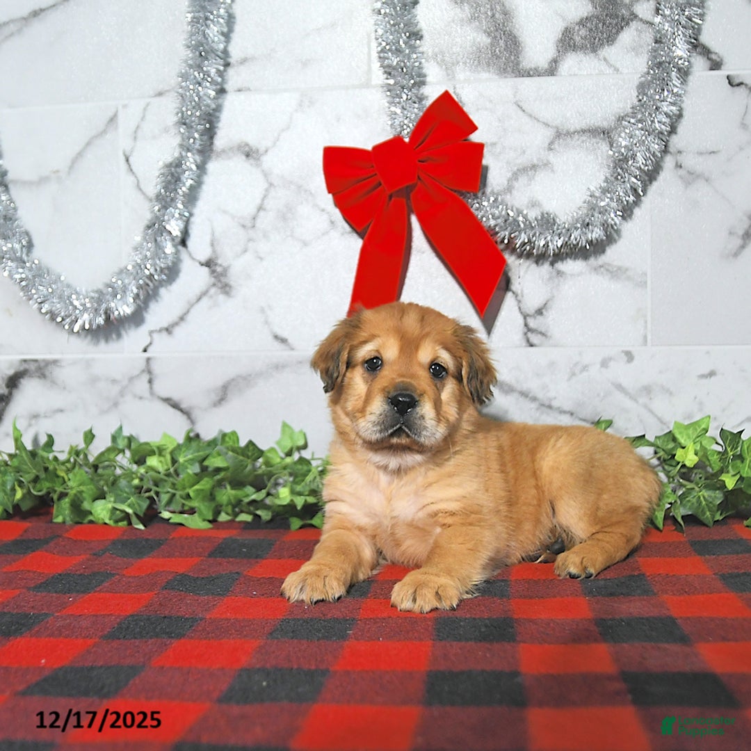 Mini Hippo dogs for sale: Annie - Ad 1