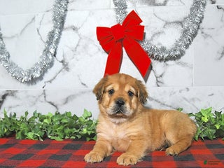 Mini Hippo dogs Annie - Ad 3