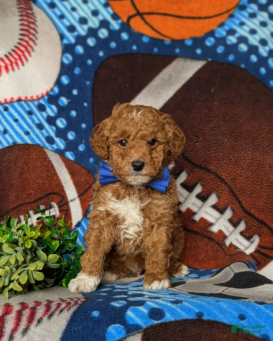 Mixed Breed dogs for sale: Dunmore Hypoallergenic - Ad 1