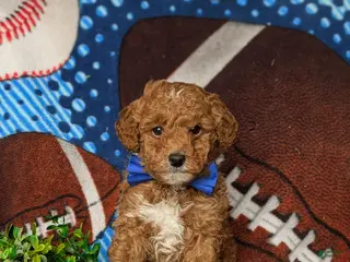 Mixed Breed dogs Dunmore Hypoallergenic - Ad 16