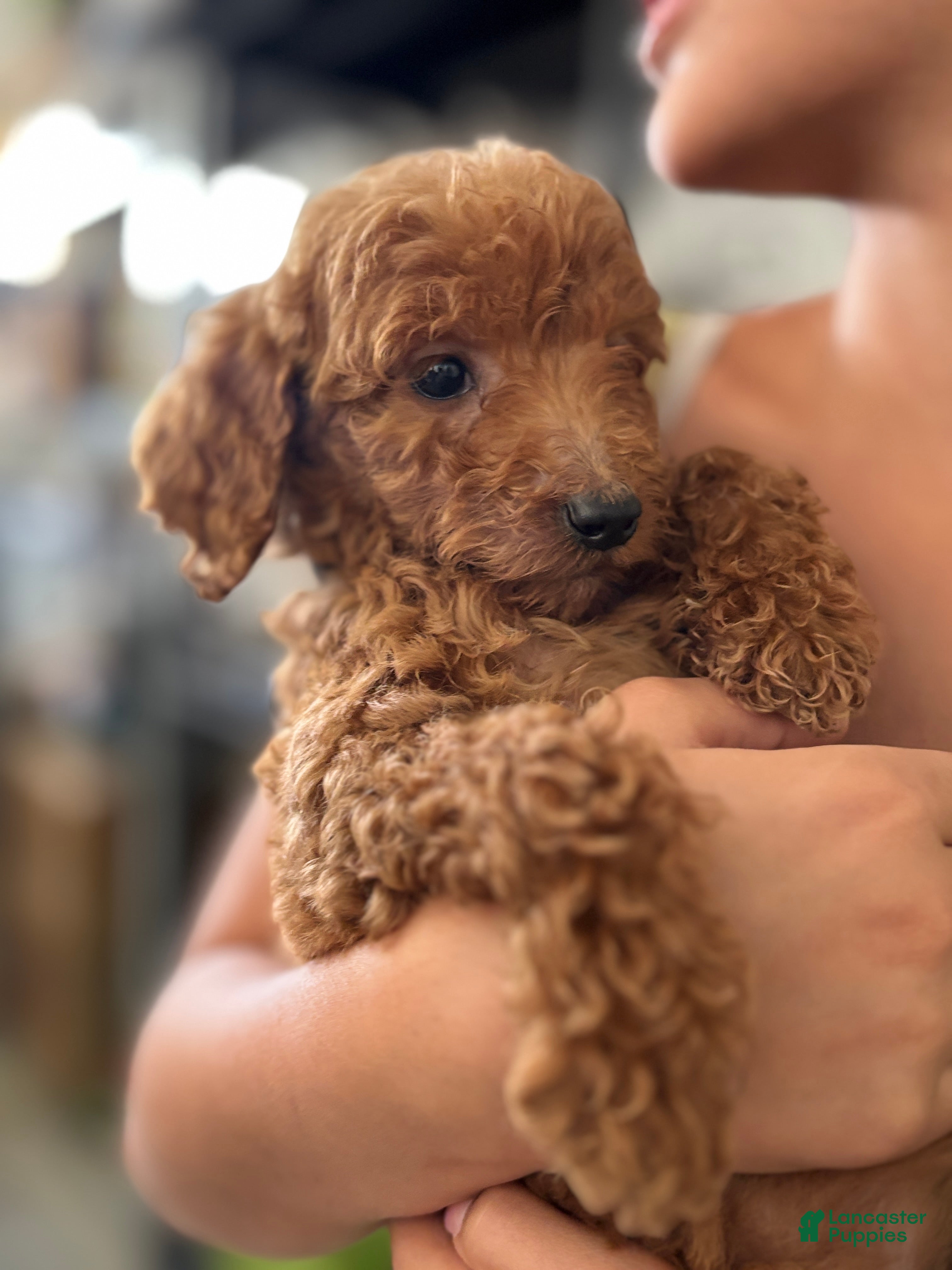 Standard Poodle dogs Bella - Ad 2
