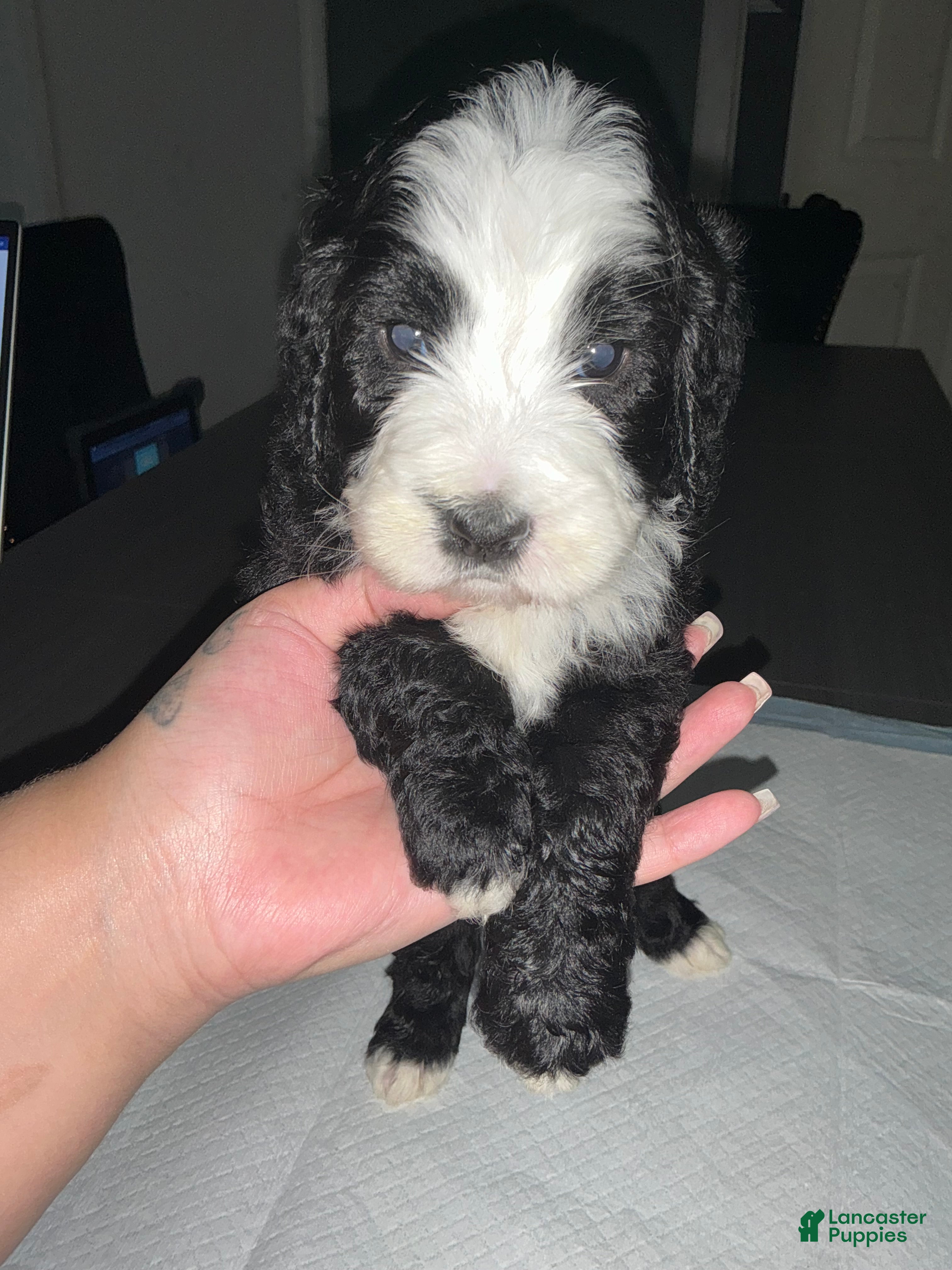 Bernedoodle dogs Suzy - Ad 1