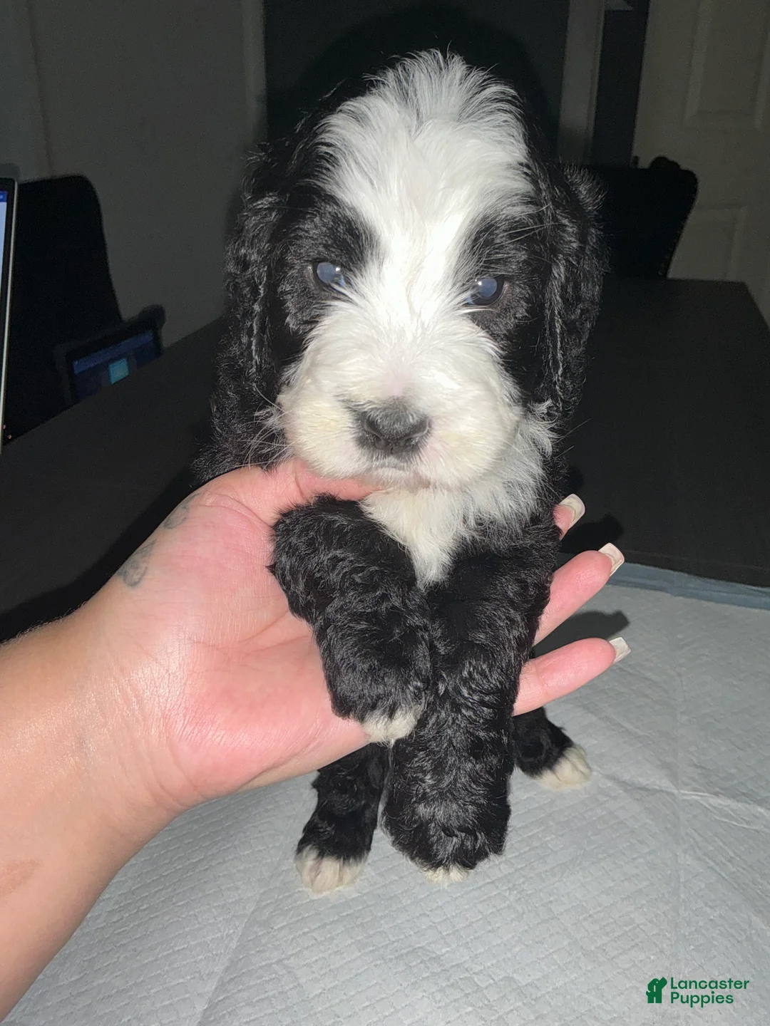 Bernedoodle dogs for sale: Suzy - Ad 1