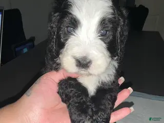 Bernedoodle dogs Suzy - Ad 3