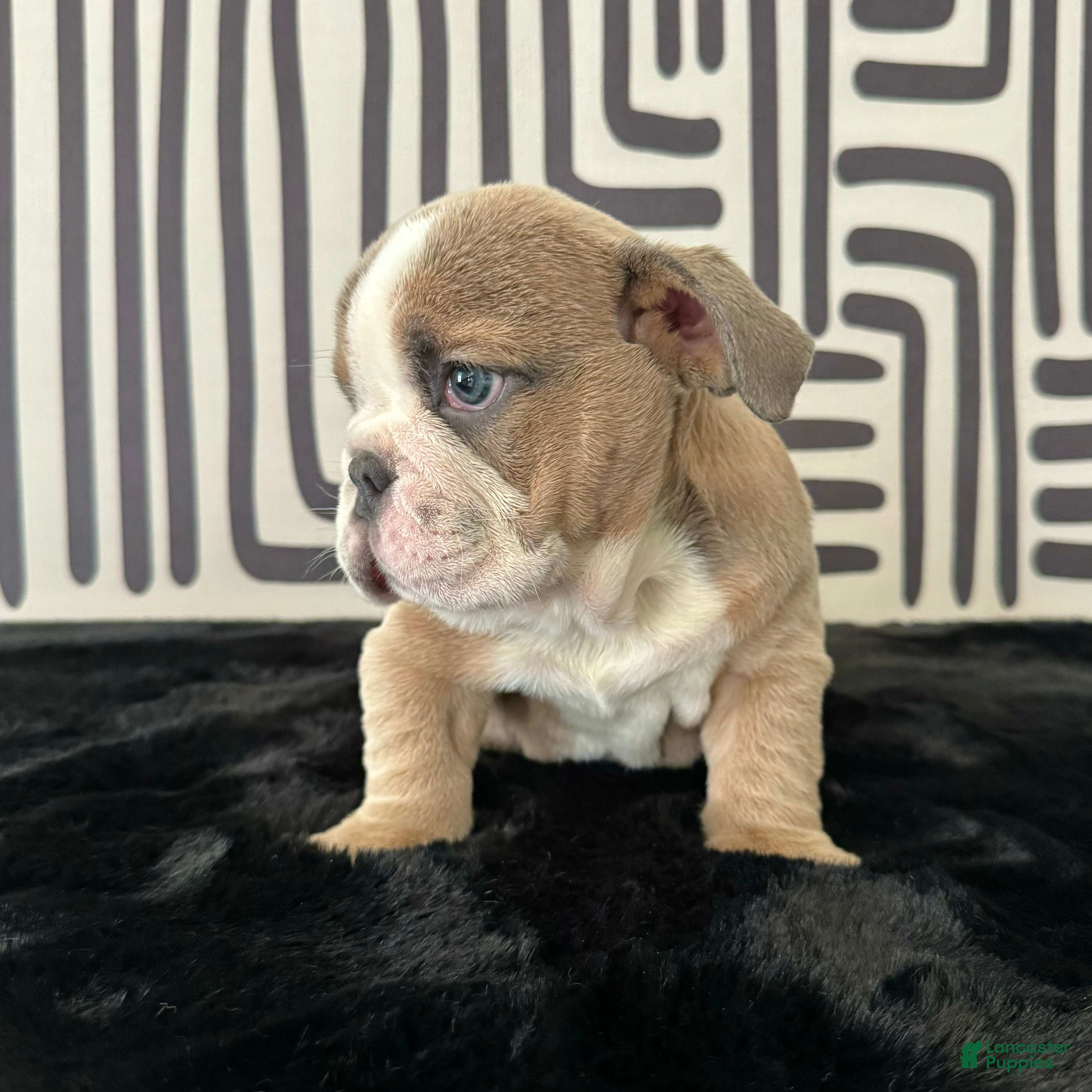 English Bulldog dogs Bongo - Ad 2