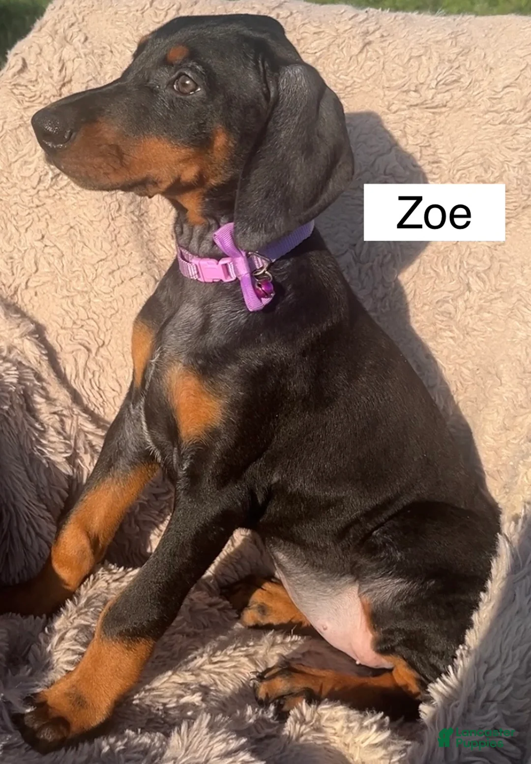 Doberman Pinscher dogs for sale: Zoe - Ad 3