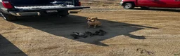 Labrador Retriever dogs for sale: Labrador Retriever 2 - Ad 2