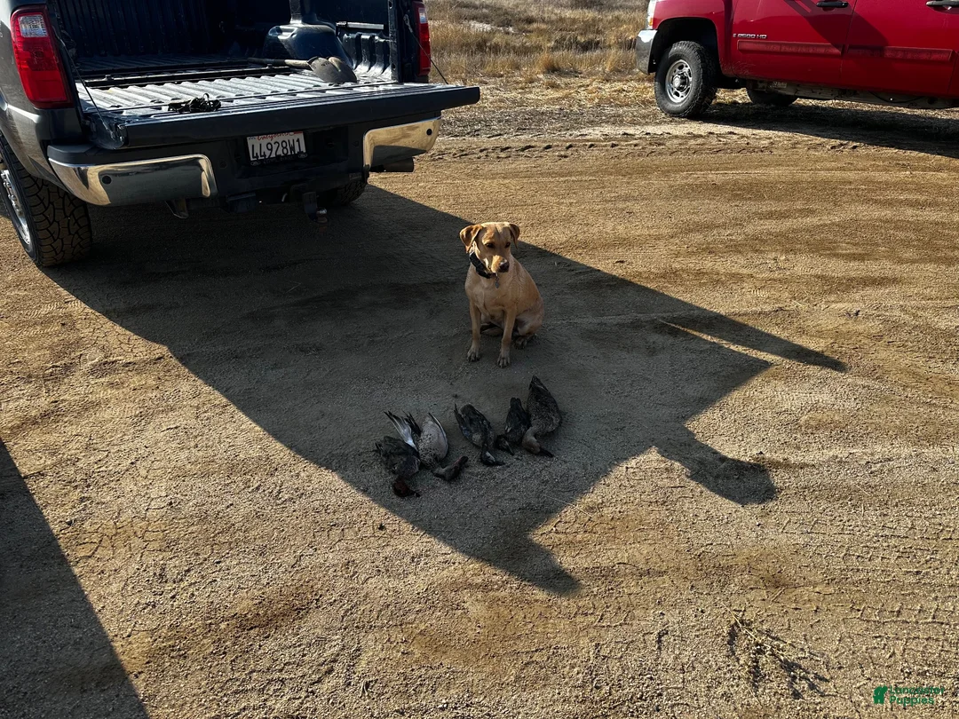 Labrador Retriever dogs for sale: Labrador Retriever 2 - Ad 2