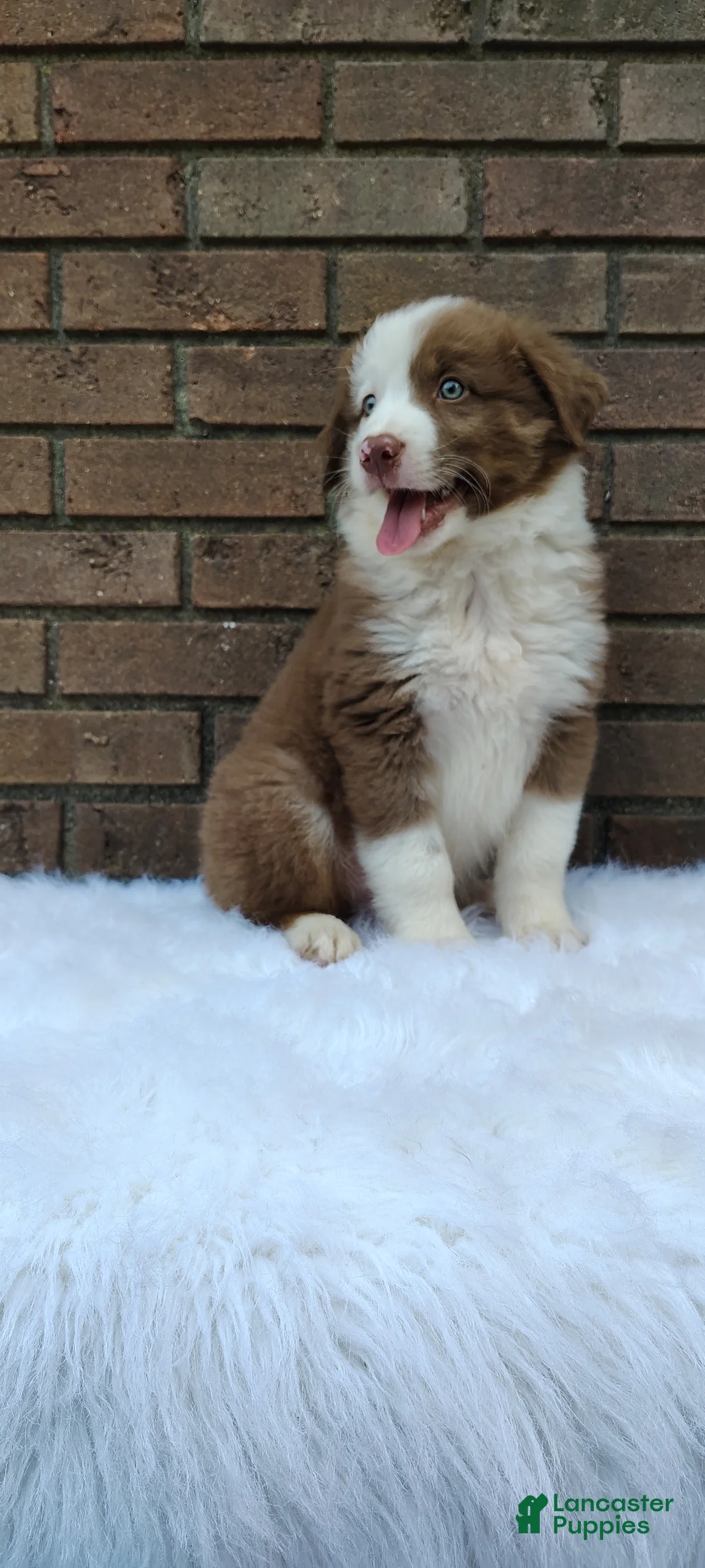 Australian Shepherd dogs for sale: Buddy - Ad 1