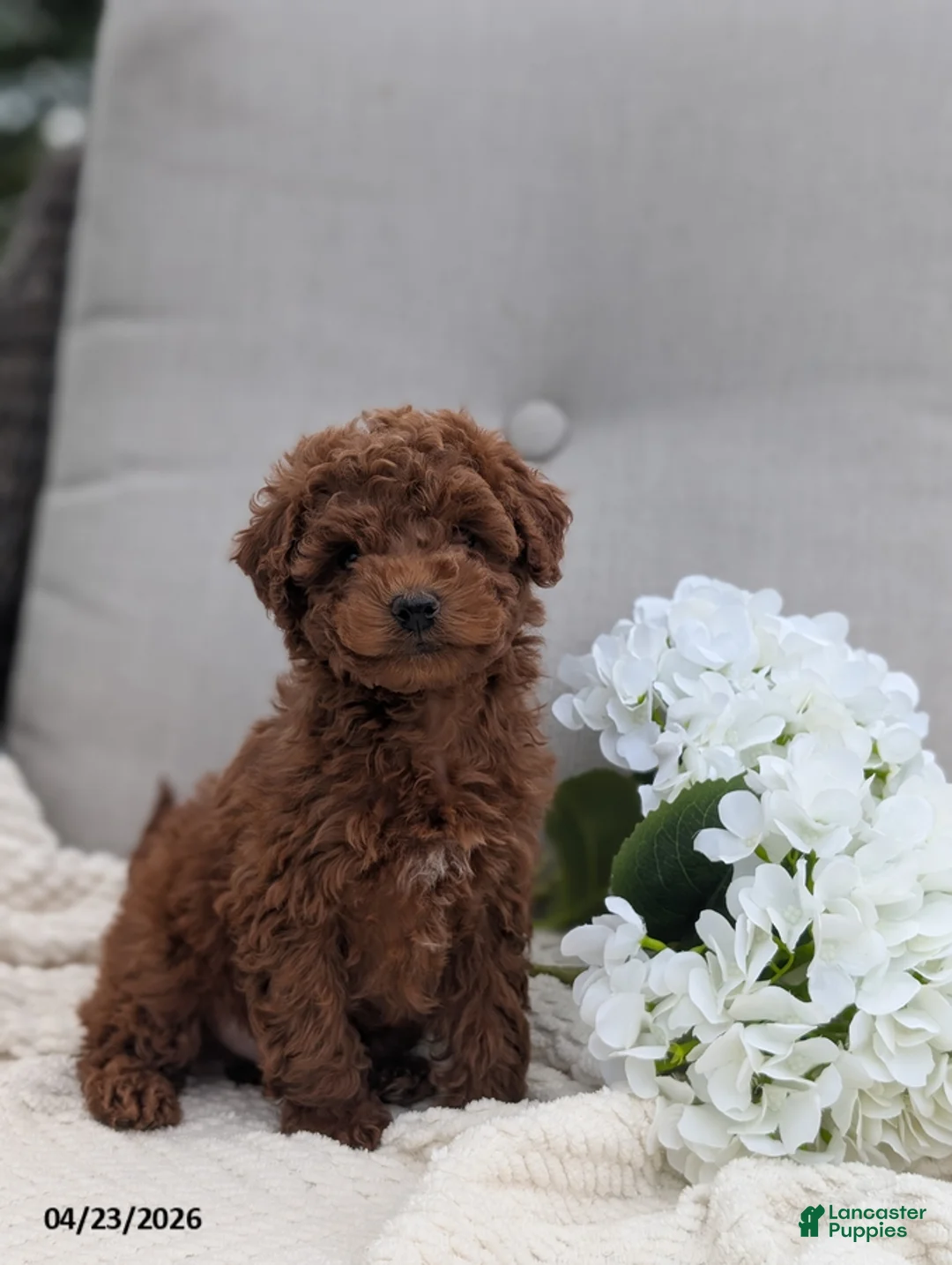 Whoodle dogs for sale: Winston - Ad 1