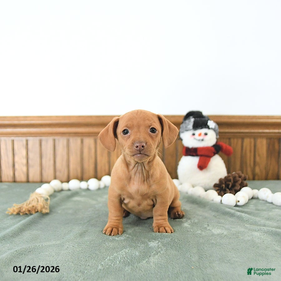 Miniature Dachshund dogs Bella   - Ad 5