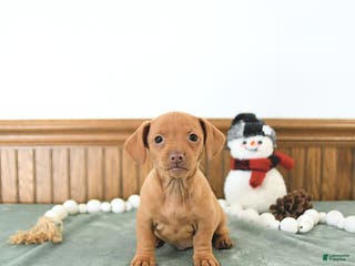 Miniature Dachshund dogs Bella - Ad 5