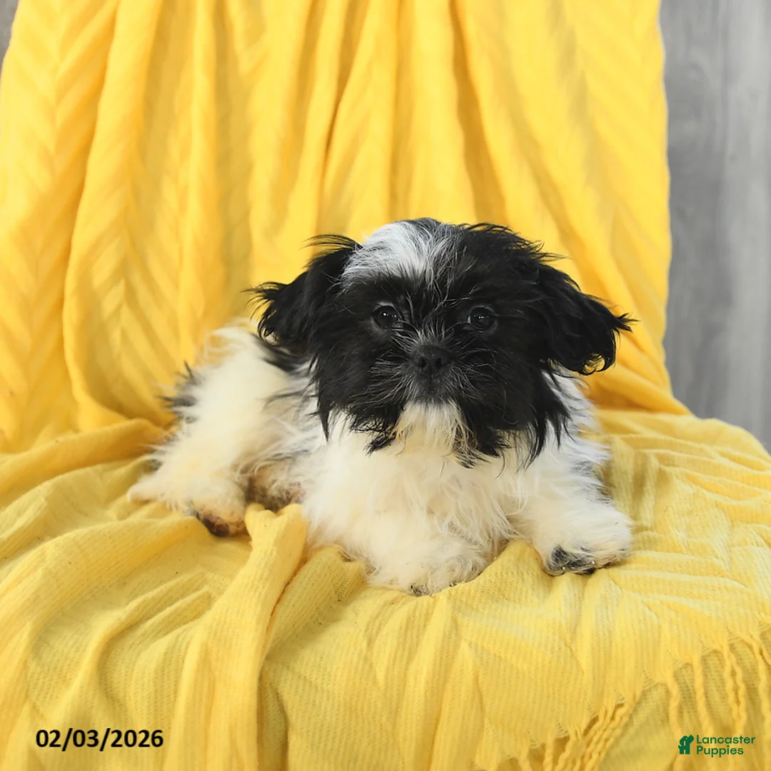 Shih Tzu dogs for sale: Annie - Ad 3