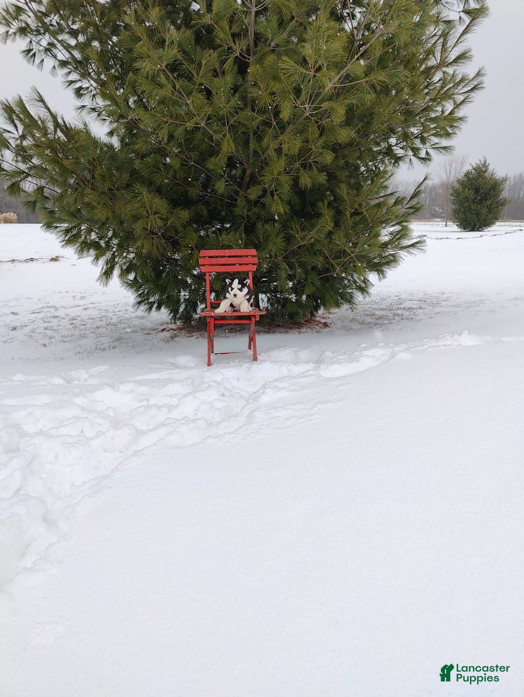 Siberian Husky dogs for sale: Prince Caspian - Ad 7