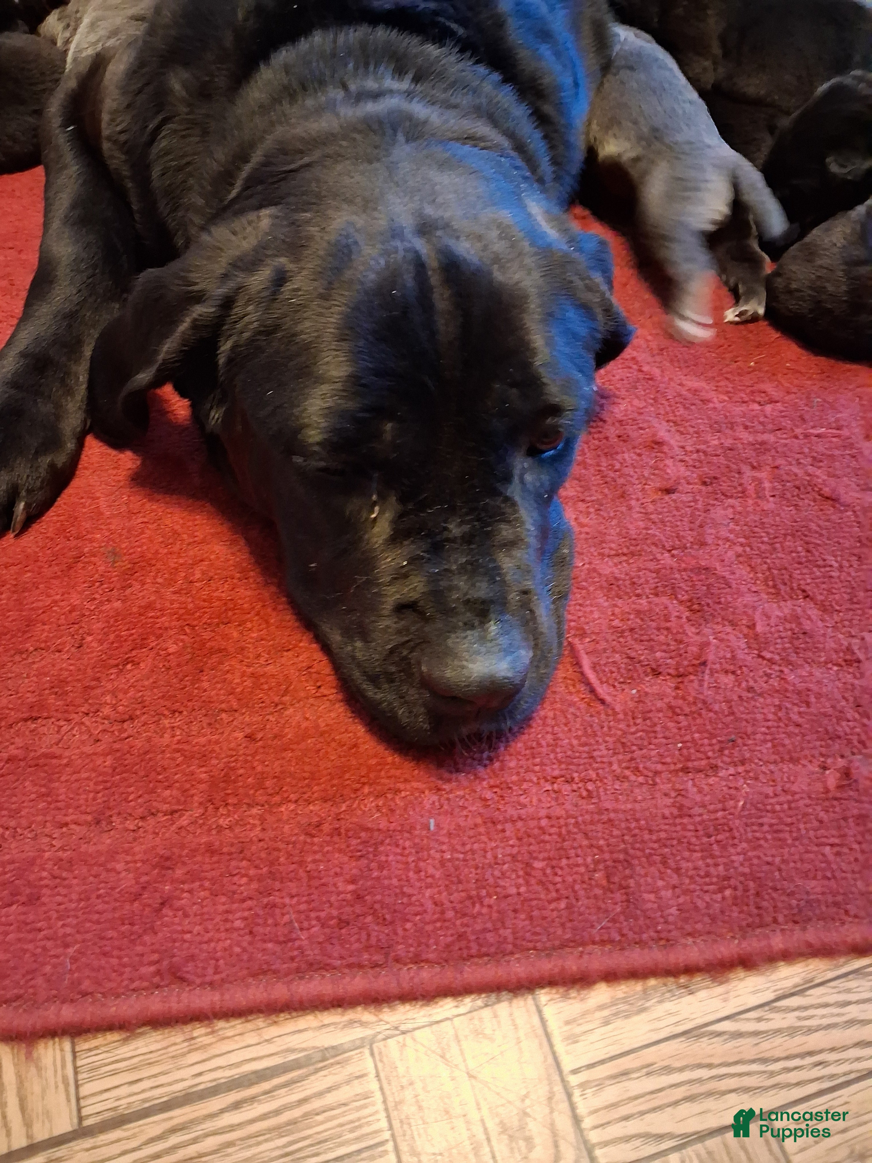 Cane Corso dogs Cane Corso Puppy 9 males and 3 female  - Ad 2