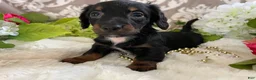 Miniature Dachshund dogs for sale: Kira - Ad 11
