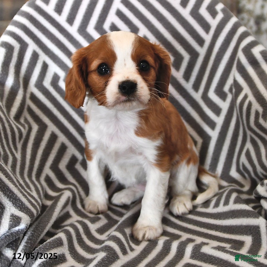 Cavalier King Charles Spaniel dogs Pixie - Ad 30